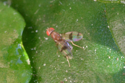 Chymomyza amoena
