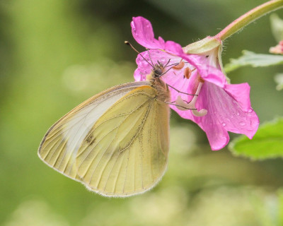 20150715_129  Vlinders en overige insecten, CLOSE-UP en Macro-fotografie, vlinders in nederland ,Butterflying Around the World (2).jpg