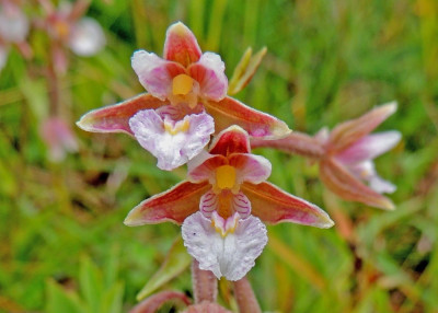 moeraswespen orchis Buren.JPG