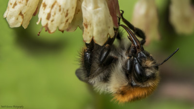 Akkerhommel   Onderste Caumer Heerlen   19 april 2021