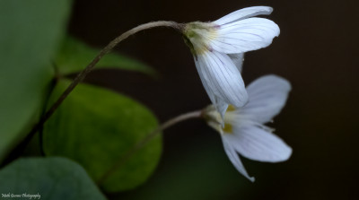 Witte klaverzuring  Onderste Caumer Heerlen  19 april 2021