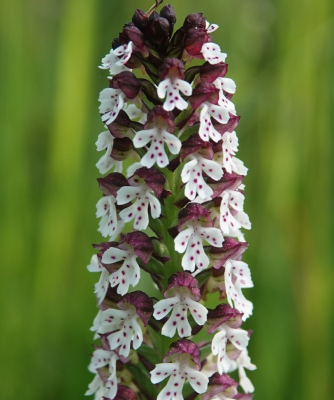 aangebrande orchis.png