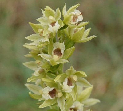 GEELGROENE WESPENORCHIS.jpg