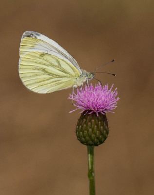 ADH_5149  Butterflying Around the World,,  Vlinders in Nederland.jpg