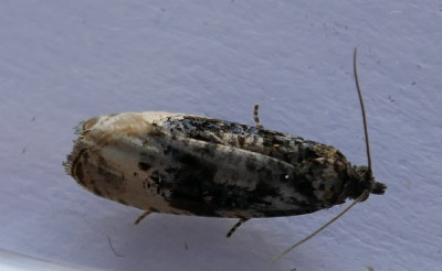 P1090552 aangepast.JPG