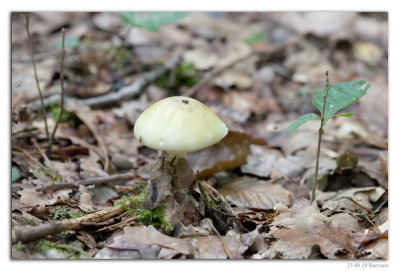 Groene knolamaniet 230829-02 kopie.jpg