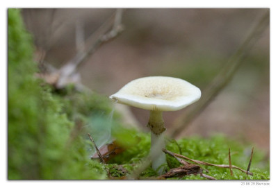 Groene knolamaniet 230829-03 kopie.jpg