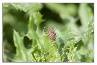 Larinus turbinatus 230903-01 kopie.jpg