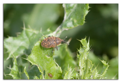 Larinus turbinatus 230903-03 kopie.jpg