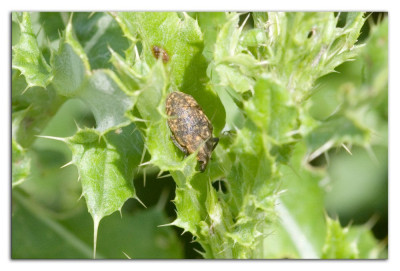 Larinus turbinatus 230903-02 kopie.jpg