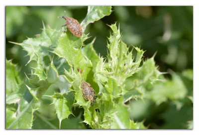 Larinus turbinatus 230903-04 kopie.jpg