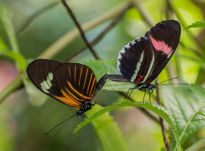 ADH_5384 Butterflying Around the World,  Vlinders en overige insecten.jpg