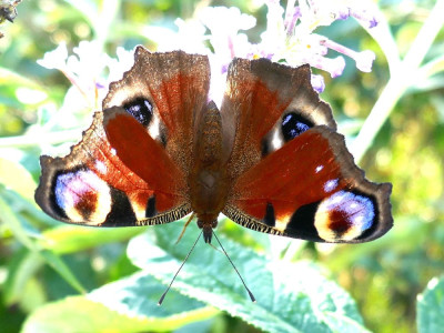 P1100384 kopie2.JPG