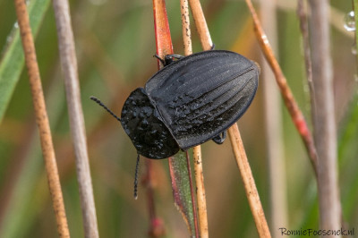 Silpha Carinata 03-09-2023.jpg