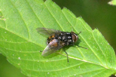 Graphomya maculata