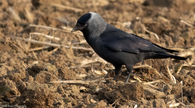 Kauw  Hoogveld/Heerlerbaan 21 april 2021