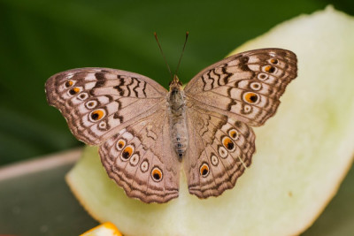 ADH_7132  Butterflying Around the World   Butterflies Universal Sharing.jpg