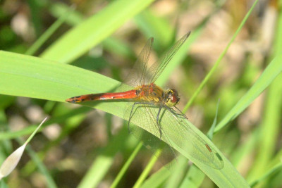 Kempense heidelibel ♂