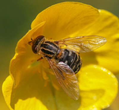 IMGL0131 Insecten.jpg