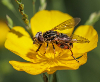 IMGL0125  Insecten.jpg