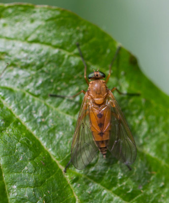 ADH_3070  Gele snipvlieg.jpg