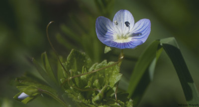 Grote ereprijs  Heer;erbaan  22 april 2021