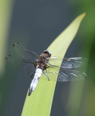 IMG_7870-2 Bruine korenbout (Libellula fulva) man.jpg