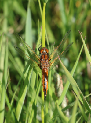 IMG_6548-2 Bruine korenbout  (Libellula fulva) man.jpg