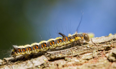 ADH_6106 Mothing.jpg