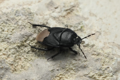 cydnus aterrimus.jpg