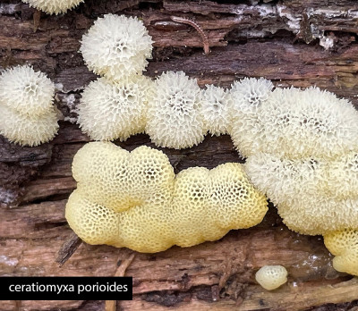 ceratiomyxa porioides.jpg