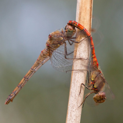ADH_6259  Butterfly, Bee & Dragonfly.jpg