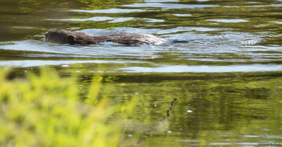 Bever of Muskusrat   Piepert/Eys  27 april'21