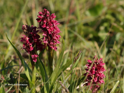 SteenrodeOrchis-026807.JPG