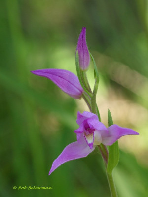 Bosvogel-011644.JPG