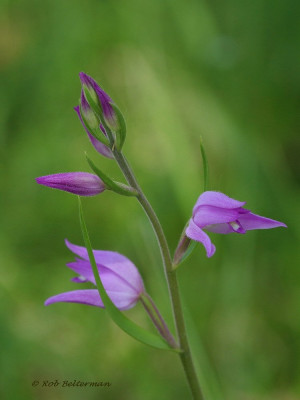 Bosvogel-011699.JPG