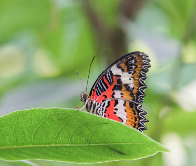 Cethosia penthesilea,  Butterflying Around the World.jpg