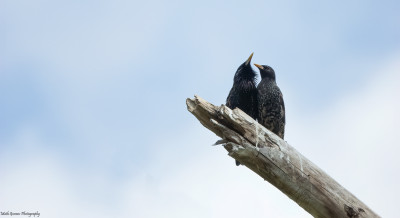 Spreeuw(Common Starling)  Onderste Caumer Heerlen  1 mei '21<br />Sony RX10IV, 1/5000s, f4, Iso 800, 220mm