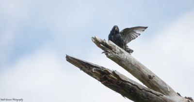 Spreeuw(Common Starling)  Onderste Caumer Heerlen  1 mei '21<br />Sony RX10IV, 1/5000s, f4, Iso 800, 220mm