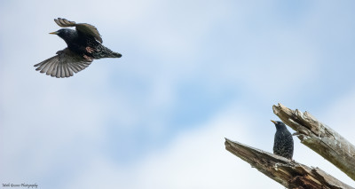 Spreeuw(Common Starling)  Onderste Caumer Heerlen  1 mei '21<br />Sony RX10IV, 1/5000s, f4, Iso 800, 220mm