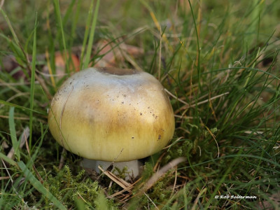 groeneknol-015011.JPG