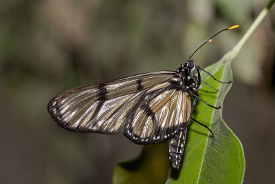 Methona confusa