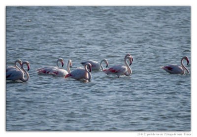 Roze flamingo 231023-05 kopie.jpg
