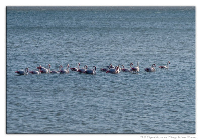 Roze flamingo 231023-04 kopie.jpg