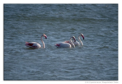 Roze flamingo 231023-03 kopie.jpg