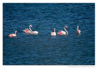 Roze flamingo 231023-01 kopie.jpg