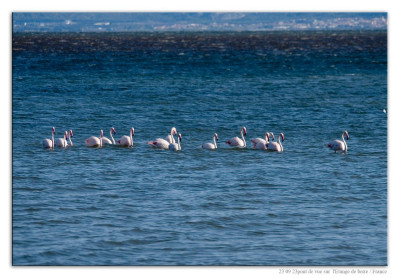Roze flamingo 231023-02 kopie.jpg