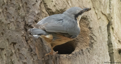 Boomklever  Imstenraderbos/Heerlen    3 mei '21