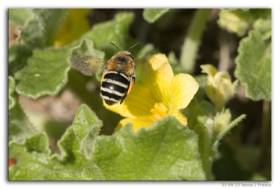 Amegilla quadrifasciata 230923-1 kopie.jpg