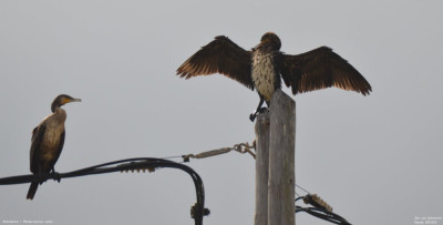 Aalscholver - Phalacrocorax carbo - Camarles - Spanje